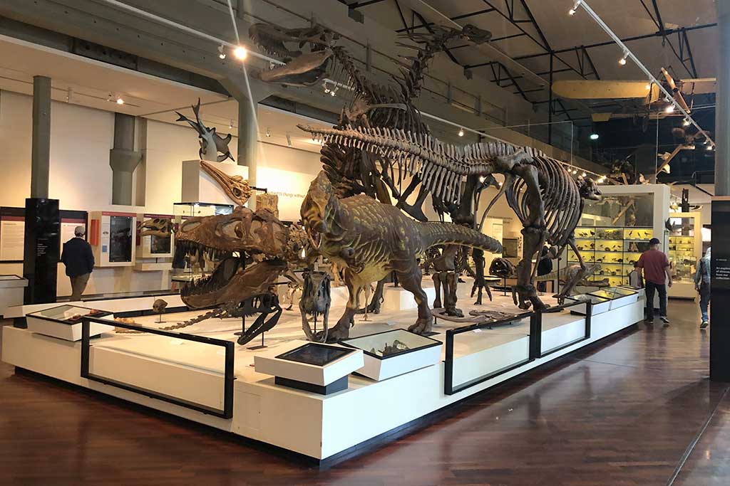 The natural history gallery at the Queen Victoria Museum at Inveresk. (Photo © 2025 Rover Media)